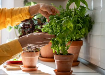 Grow your own salad and herbs on a windowsill for pennies with these four easy tips