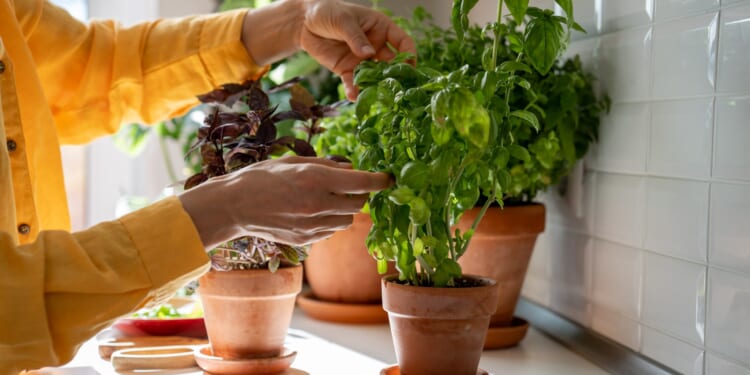 Grow your own salad and herbs on a windowsill for pennies with these four easy tips