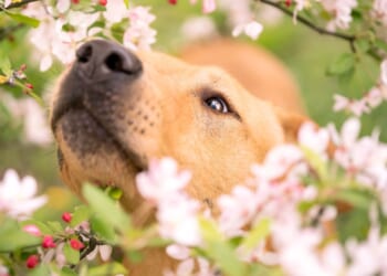 Pet owners warned about 5 deadly dangers lurking in grass this spring including 'one-way drill' that embeds into organs