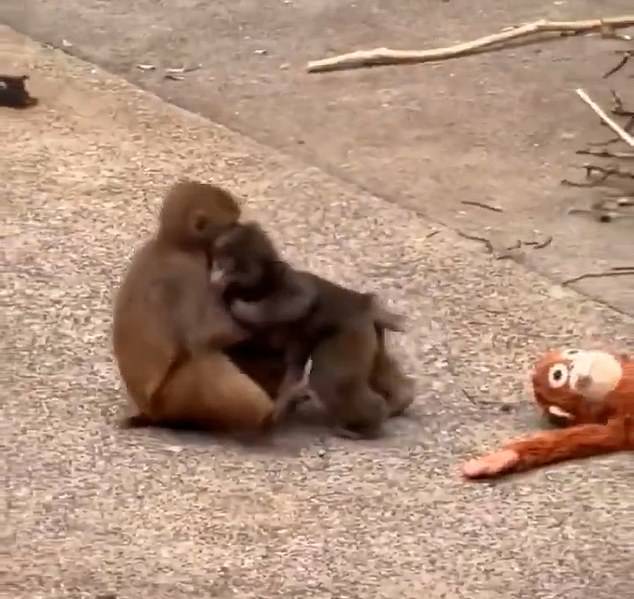 Punch and Momo-chan (pictured) were spotted embracing as Punch's trusted teddy orangutan lay close by