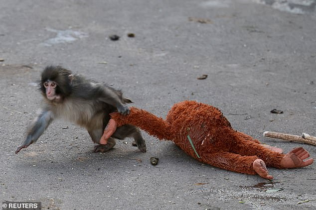 Monkeys instinctively hold on to their mothers ¿ both for safety and to assist in vital muscle development. The fur on Punch's stuffed toy makes it easy for him to grab