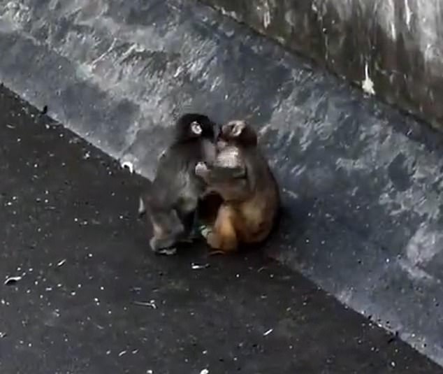 Six-month-old Punch was abandoned by his mother at birth and rejected by other primates before Momo-chan came along