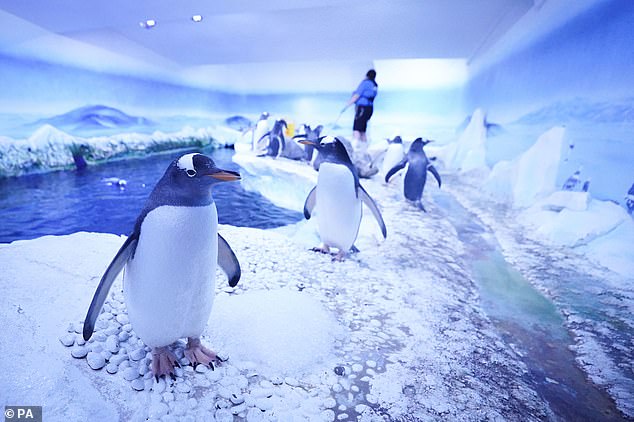 Aquarists and penguins at the Sea Life London Aquarium during the annual 'count and clean' in December 2022