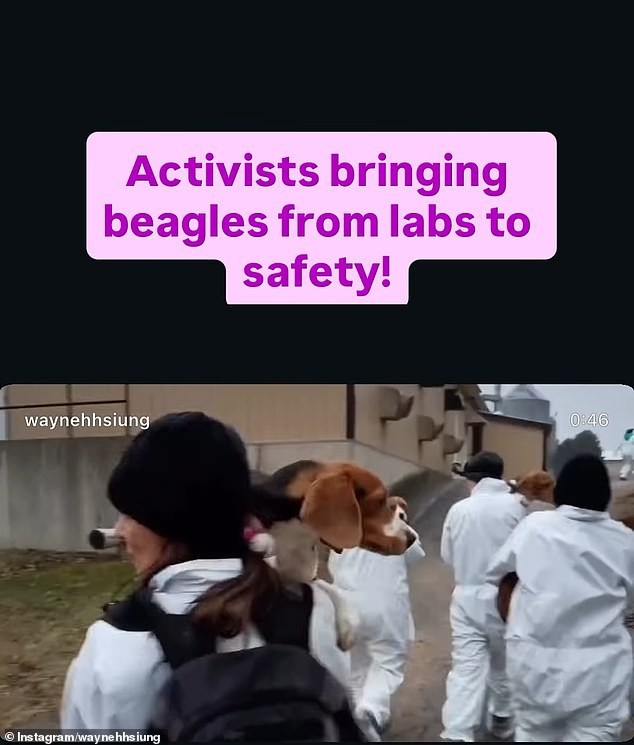 A total of 20 people were arrested. The sheriff's office stated that 'some of the beagles taken were recovered and returned to Ridglan Farms, but several beagles remain unaccounted for'