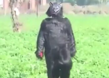Desperate farmers dress in bear costumes to scare away potato-eating monkeys that break into homes and ransack fridges
