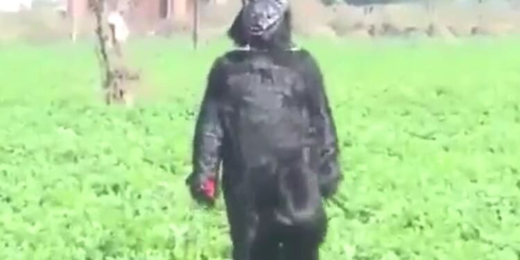 Desperate farmers dress in bear costumes to scare away potato-eating monkeys that break into homes and ransack fridges