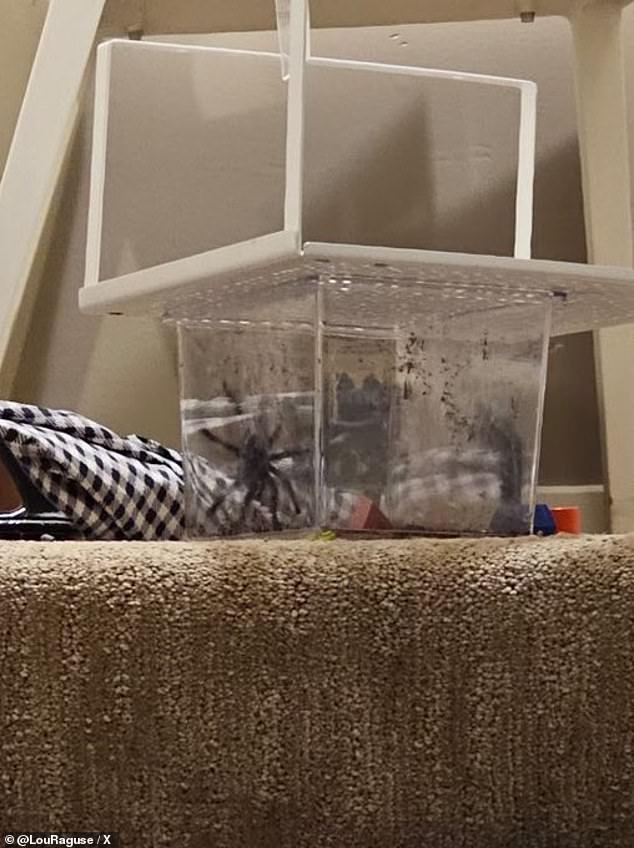 The tarantula that Simonetti released down the stairs is pictured. She later called her actions humorous and said she was a 'silly goose'