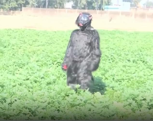 The costumes came after farmers tried other methods, including chasing monkeys with brooms and banging drums to scare them off