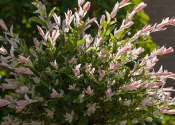 Bargain retailer drops gorgeous flamingo willow to just £19