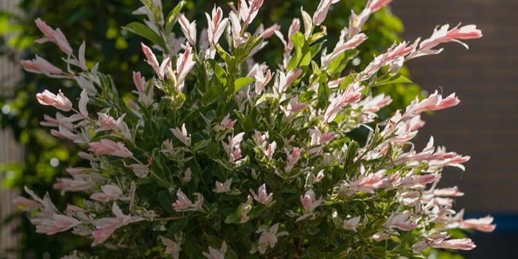 Bargain retailer drops gorgeous flamingo willow to just £19