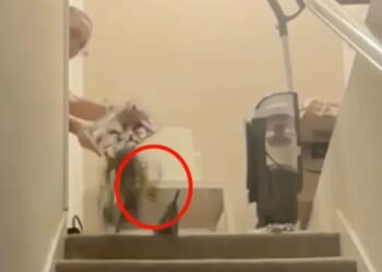 Shocking moment politician throws live TARANTULA into Airbnb in twisted Home Alone-inspired stunt to get tenant to flee