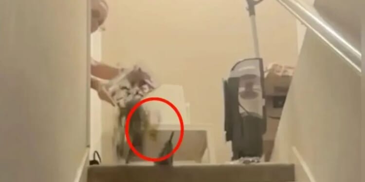 Shocking moment politician throws live TARANTULA into Airbnb in twisted Home Alone-inspired stunt to get tenant to flee