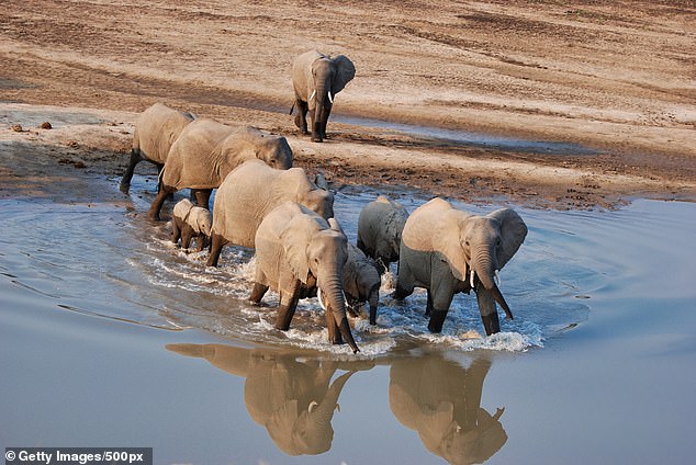 Safari guides who were with the group fired shots at the elephant in a desperate attempt to stop it from charging at the women (file photo)