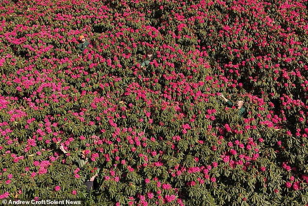 The rhododendron was planted by Victorian explorer Frederick Du Cane Godman around 120 years ago