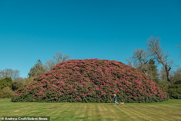 The bush to scale - reaching over 38 metres in length, 24 metres in width, and 10 metres in height