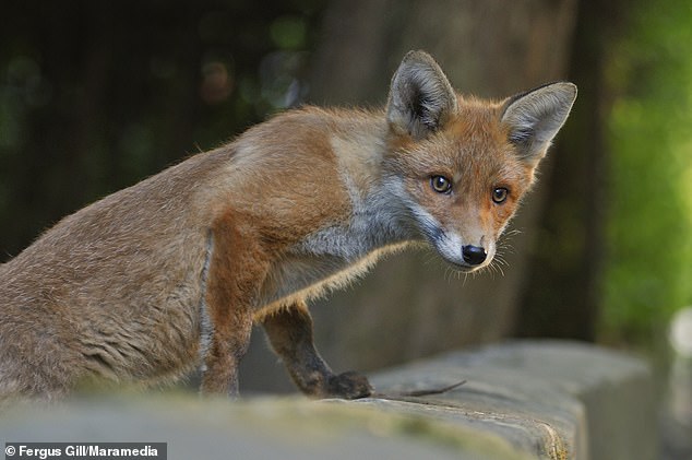 An effective method to keep foxes away is to lay a scent blocker