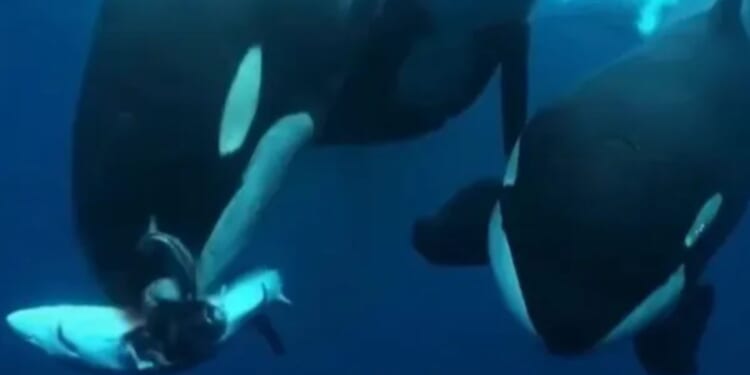 Harrowing moment pack of killer whales takes turns to TEAR a deadly shark apart in brutal battle of the alpha predators