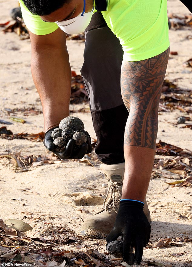 Academics tested the balls on Coogee (pictured being collected by the council in 2024) and found they were made from chemicals, soap scum, cooking oil, hair and human excrement - likely broken off a giant fatberg under Sydney in the sewers
