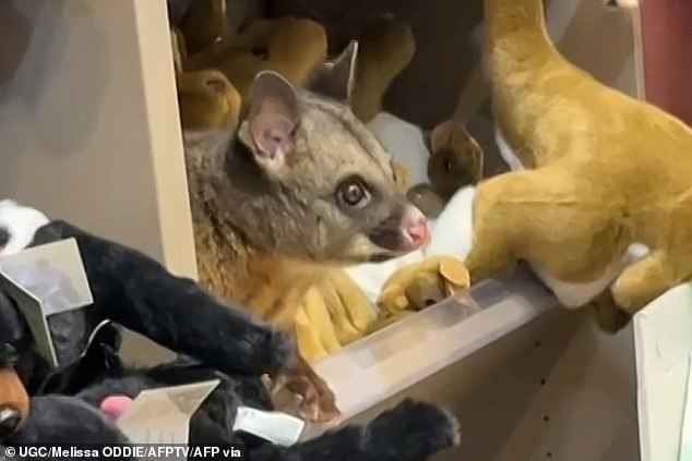 The possum was 'safely relocated', Hobart Airport confirmed on Thursday