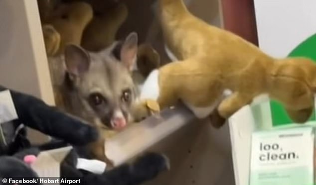 The possum was 'pretty relaxed and at home with the plushies', the airport said
