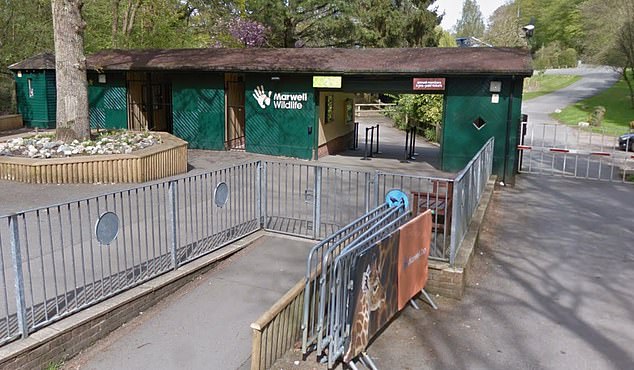 The two large rodents made a break for it just a day after arriving at Marwell Zoo in Hampshire (pictured)