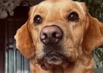 Key evidence that could help solve notorious 160-year-old murder case discovered in garden