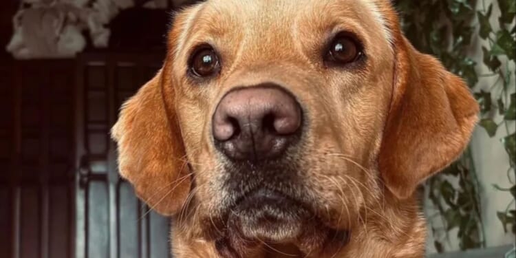 Key evidence that could help solve notorious 160-year-old murder case discovered in garden