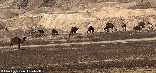 Lisa said that she was 'enjoying' the trip to Israel before it was 'interrupted,' sharing a photo of what appeared to be a desert with camels