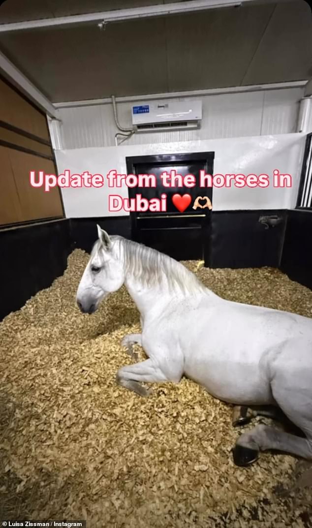 Sharing videos of her horses on Instagram on Thursday, Luisa wrote: 'Updates from Dubai ¿¿ the 6 horses there are all good'
