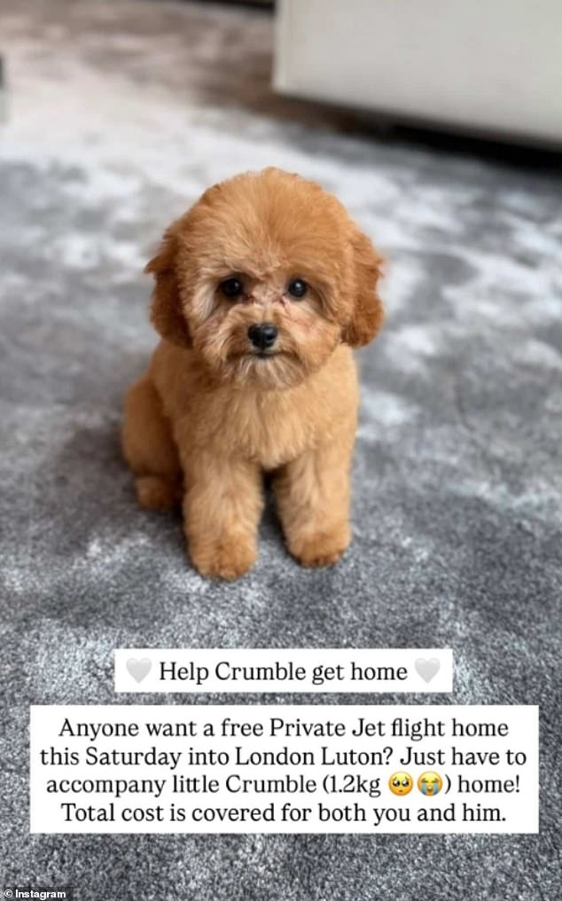 Not only did she sent the plea to her 712k followers, insiders have revealed that various Dubai-based WhatsApp groups have been sharing an image of Crumble, in a desperate bid to get him back to the UK