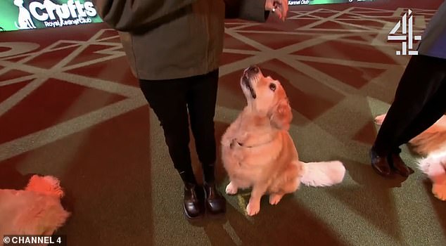 The TV host was given an opportunity to try her hand at being a handler for one of the dogs taking part, named Honey, after being given a few minutes of training