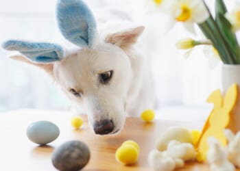 From Easter treats for dogs to persistent paw licking