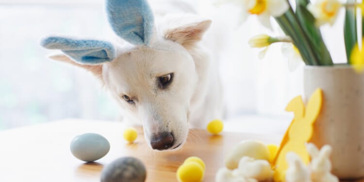 From Easter treats for dogs to persistent paw licking