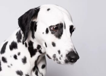 How to stop guilt-tripping loved ones in their tracks