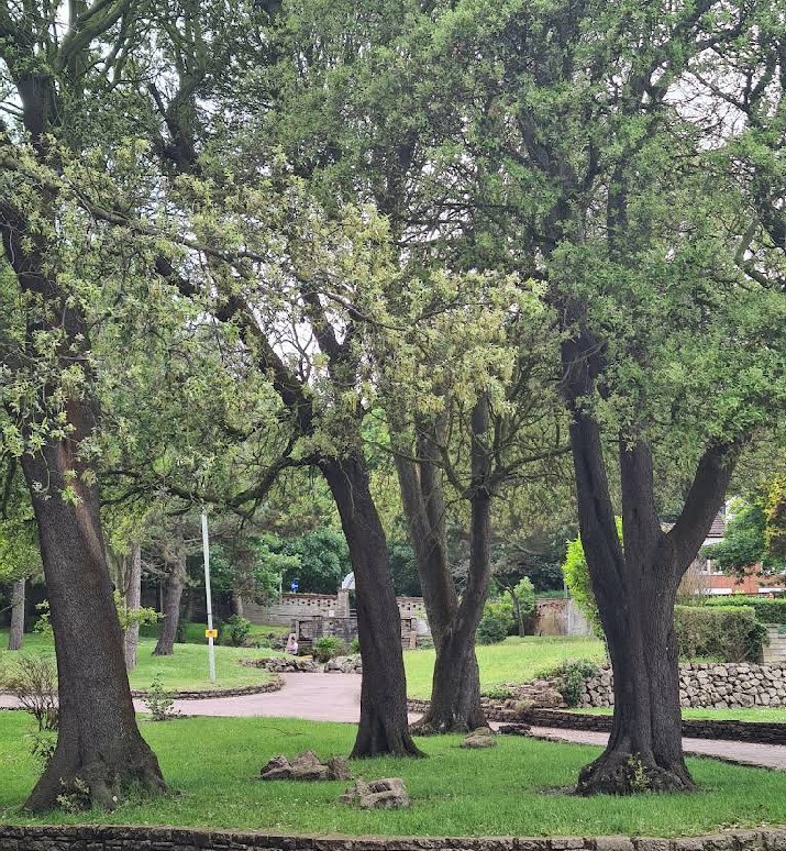 Sparrows Nest Gardens in Lowestoft, with large trees, paths, and a stone wall.