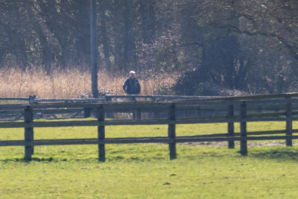 Andrew Mountbatten Windsor walking his dogs in Sandringham.