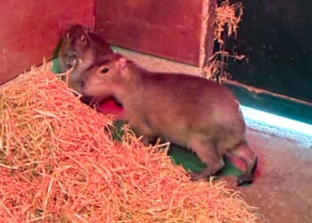Public urged to 'check your ponds' for fugitive capybara as sniffer dogs search for missing Samba who escaped UK zoo