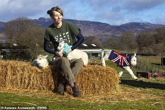 The lambs are bottle-fed five times a day and given jumpers to keep warm because they cannot rely on their mother's milk (pictured: Molly Stone)