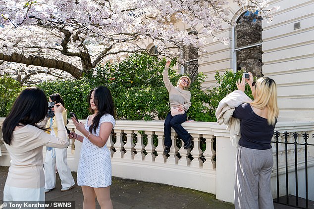 Hordes of tourists pose in front of the cherry blossoms in the trendy neighborhood