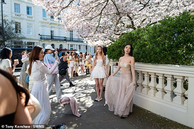 Cherry blossoms are a popular backdrop for influencer pictures