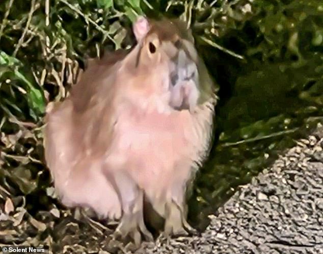 Samba, the escaped capybara spotted outside the Ship Inn, Owslebury
