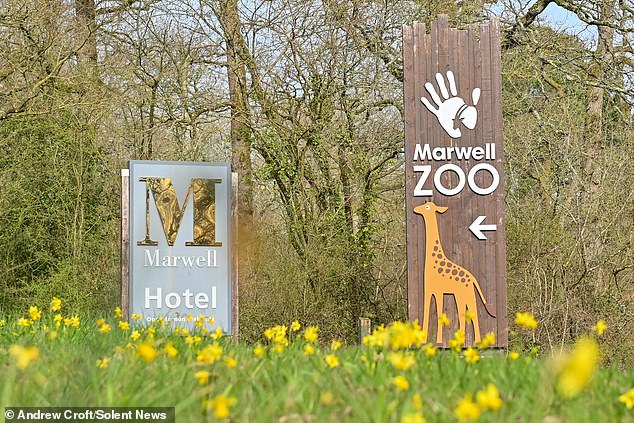 Marwell Zoo has urged anyone who happens on Samba to call them to allow them to safely recover her