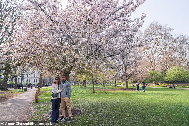 People pose for photos under a cherry blossom tree at St James's Park in London today