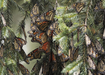 Tracking ancient migration for monarch butterflies in Mexico