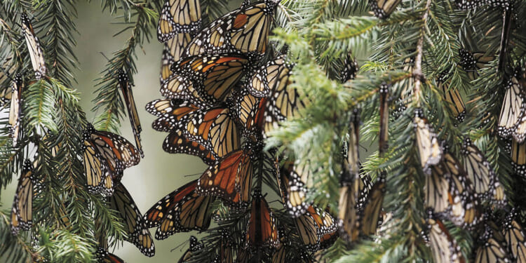 Tracking ancient migration for monarch butterflies in Mexico