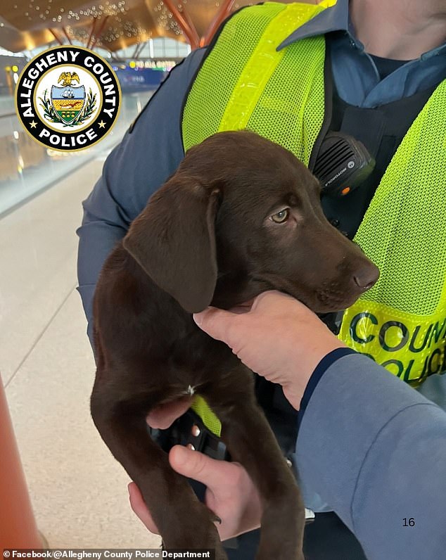 Officers with the Allegheny County Police Department responded to reports of the abandoned pup running around at about 5pm on Friday. They secured the dog with the help of witnesses