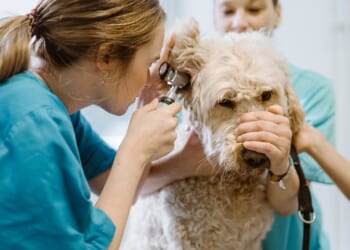 Pet prescription prices WILL be capped after watchdog warned pet owners pay double what they need to