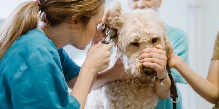 Pet prescription prices WILL be capped after watchdog warned pet owners pay double what they need to