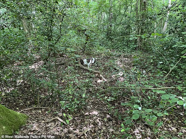 A police sniffer dog searches Binley Woods before Durnion led police to the burial site