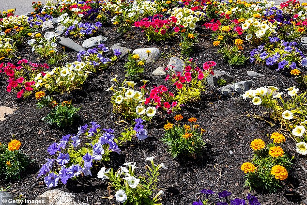 Too many brightly coloured, slightly shouty bedding plants can start to look messy